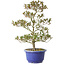 Rhododendron indicum Hoka-No-Tsuki, 33 cm, ± 8 jaar oud