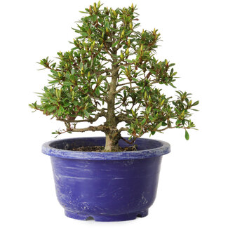 Rododendro indicum Sachi-No-Hano, 28 cm, ± 8 años