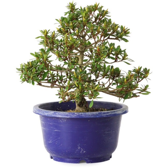 Rhododendron indicum Sachi-No-Hano, 28 cm, ± 8 jaar oud