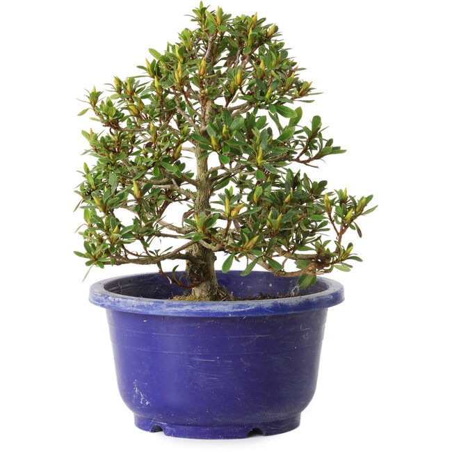 Rhododendron indicum Sachi-No-Hano, 28 cm, ± 8 Jahre alt