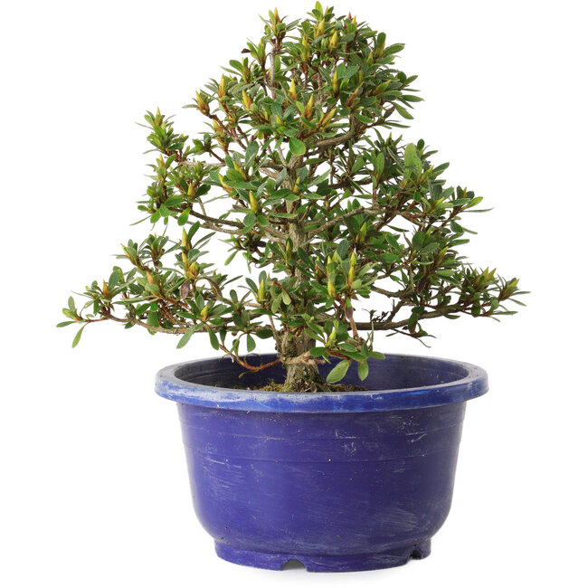 Rhododendron indicum Sachi-No-Hano, 28 cm, ± 8 Jahre alt