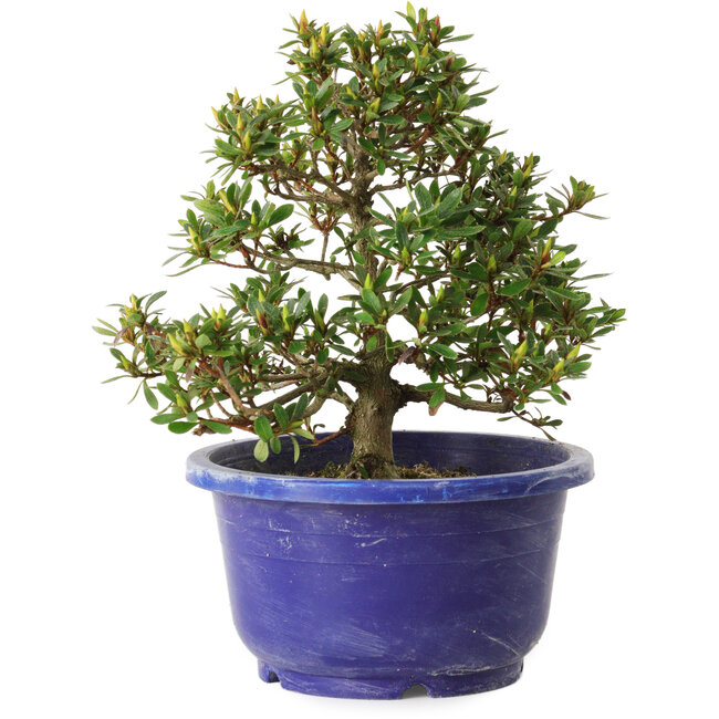 Rododendro indicum Sachi-No-Hano, 28 cm, ± 8 años