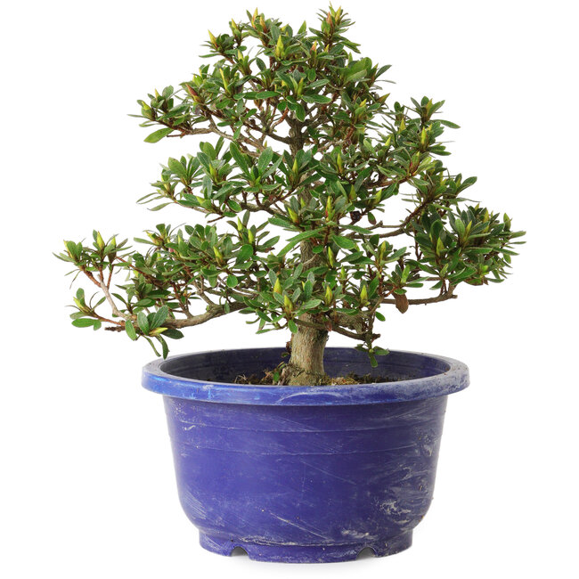 Rhododendron indicum Sachi-No-Hano, 28 cm, ± 8 Jahre alt