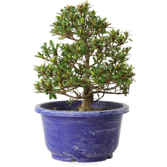 Rhododendron indicum Sachi-No-Hano, 28 cm, ± 8 anni