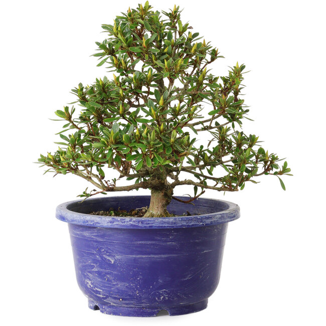 Rhododendron indicum Sachi-No-Hano, 28 cm, ± 8 jaar oud