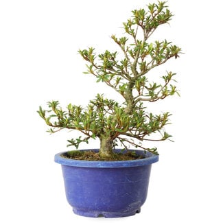 Rhododendron indicum Akane, 25 cm, ± 8 jaar oud