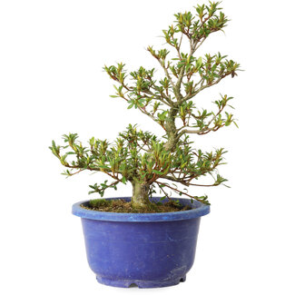 Rhododendron indicum Akane, 25 cm, ± 8 years old