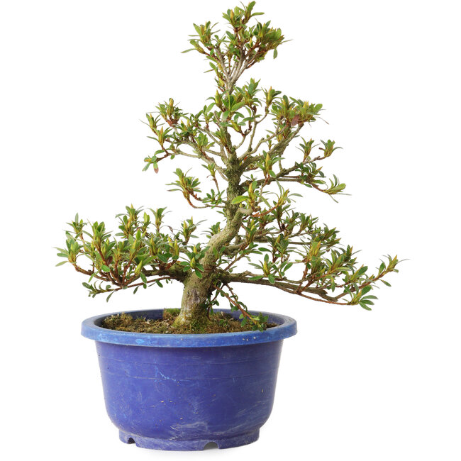 Rhododendron indicum Akane, 25 cm, ± 8 anni