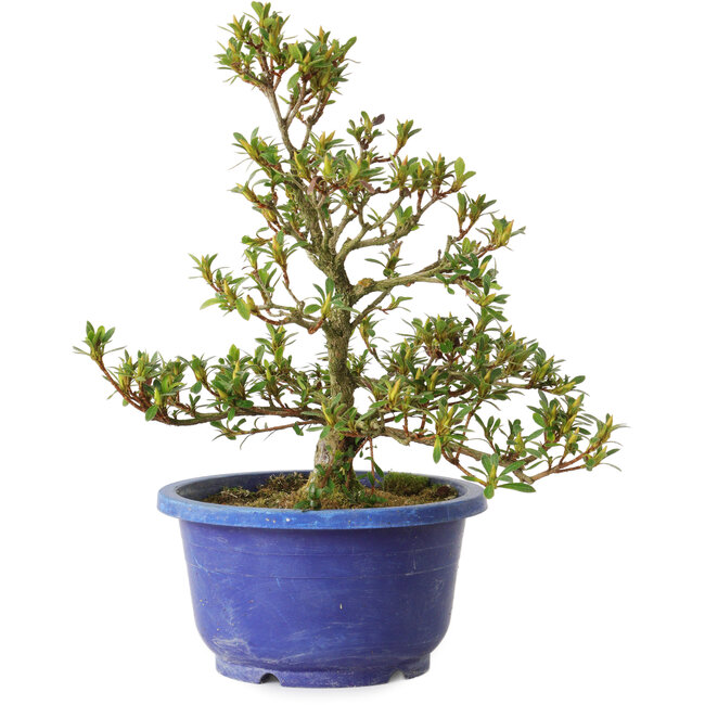 Rhododendron indicum Akane, 25 cm, ± 8 jaar oud