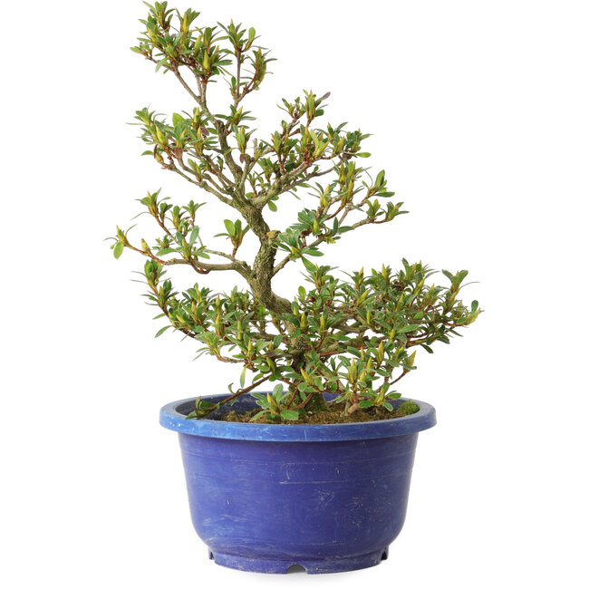 Rhododendron indicum Akane, 25 cm, ± 8 anni