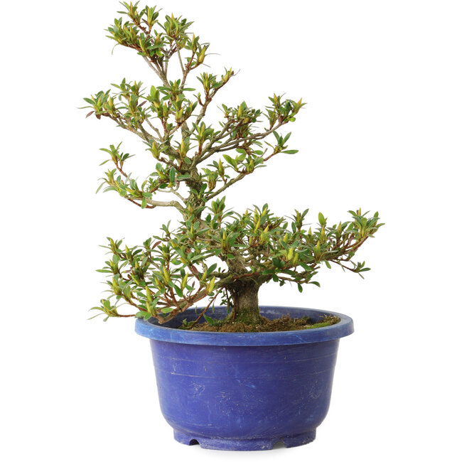 Rhododendron indicum Akane, 25 cm, ± 8 years old