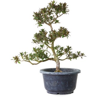 Rhododendron indicum Saiko, 28 cm, ± 8 anni