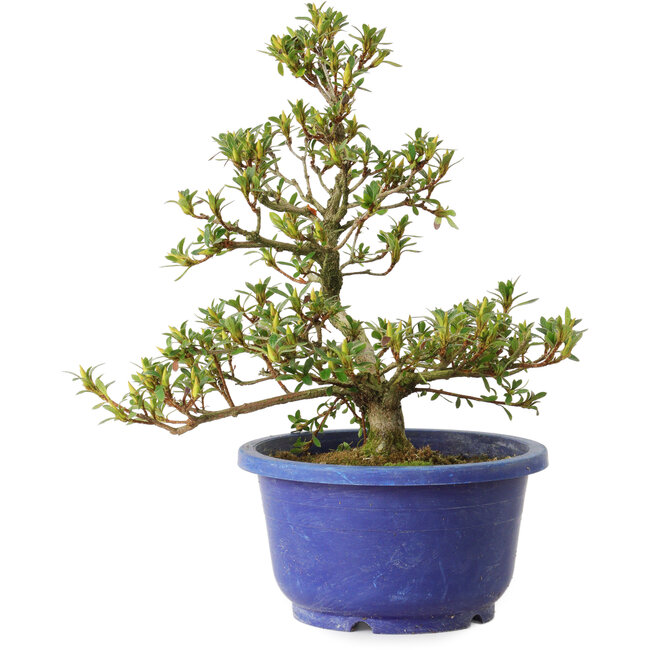 Rhododendron indicum Akane, 25 cm, ± 8 ans