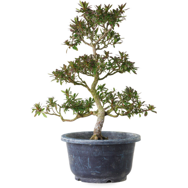 Rhododendron indicum Saiko, 28 cm, ± 8 anni