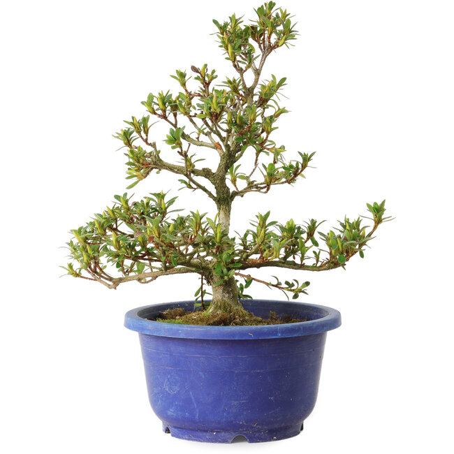 Rhododendron indicum Akane, 25 cm, ± 8 ans