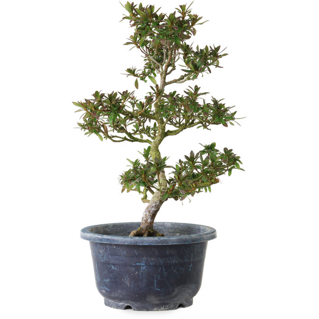 Rhododendron indicum Saiko, 28 cm, ± 8 anni