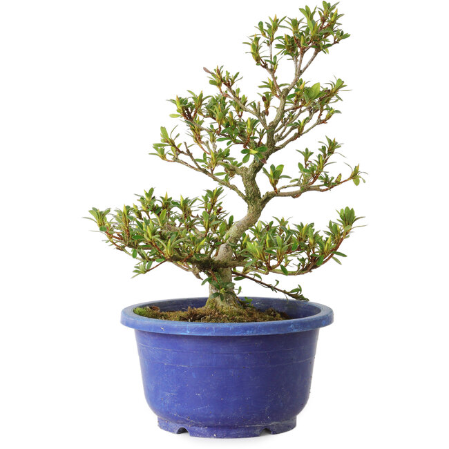 Rhododendron indicum Akane, 25 cm, ± 8 ans