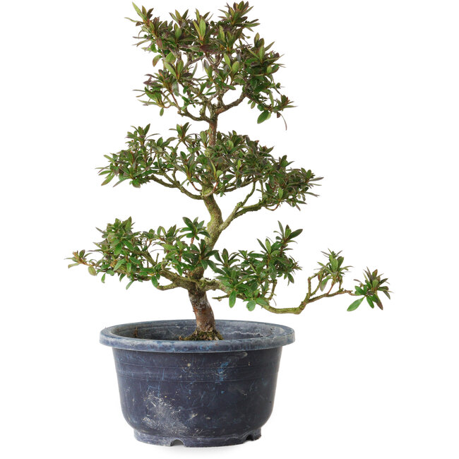 Rhododendron indicum Saiko, 28 cm, ± 8 anni