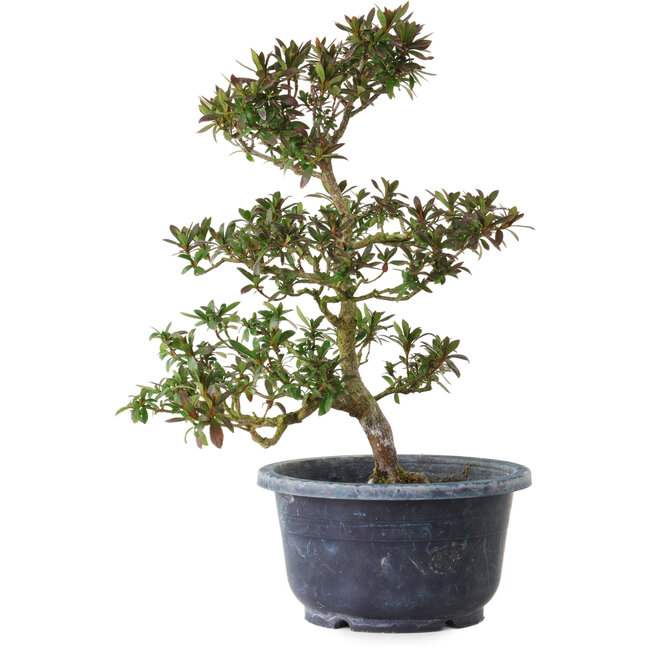 Rhododendron indicum Saiko, 28 cm, ± 8 anni