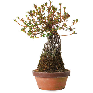 Rhododendron indicum Hatsukansetsu, 28 cm, ± 8 ans