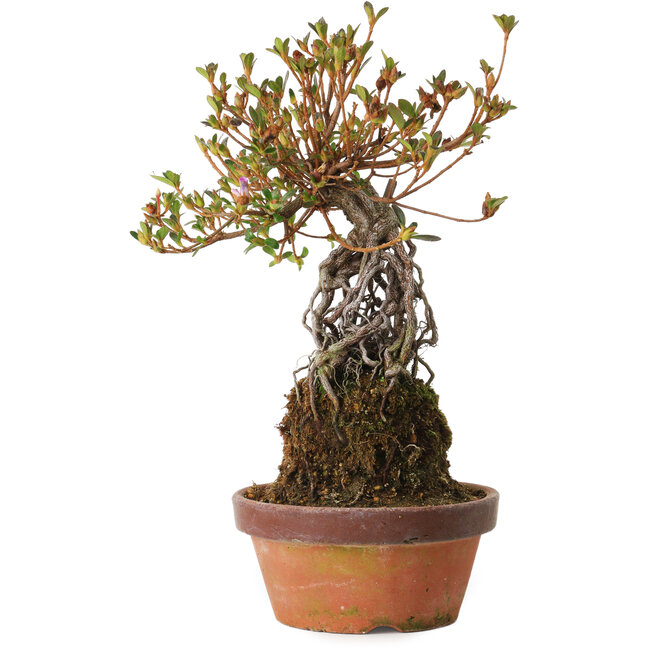 Rhododendron indicum Hatsukansetsu, 28 cm, ± 8 años