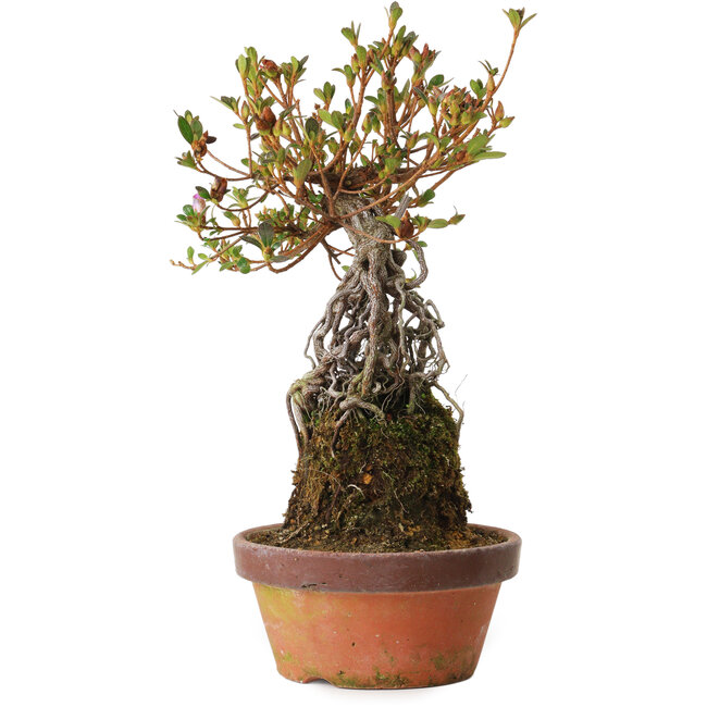 Rhododendron indicum Hatsukansetsu, 28 cm, ± 8 ans