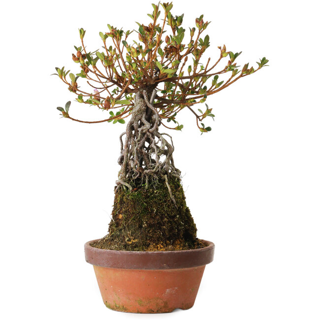 Rhododendron indicum Hatsukansetsu, 28 cm, ± 8 ans