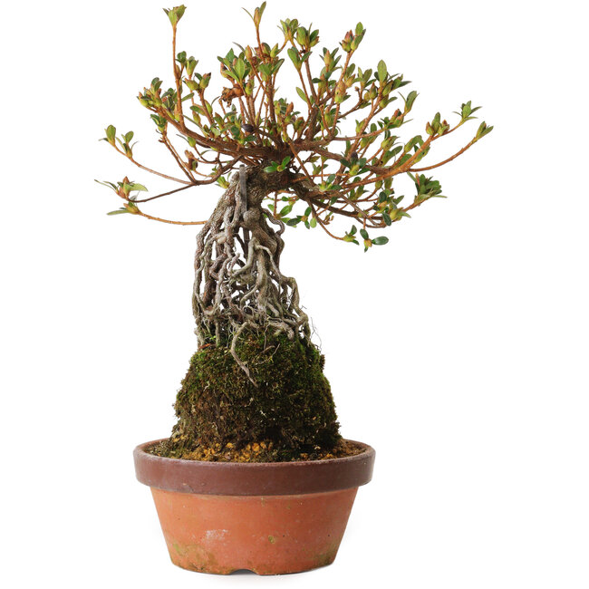 Rhododendron indicum Hatsukansetsu, 28 cm, ± 8 jaar oud