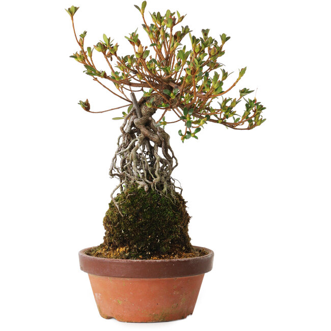 Rhododendron indicum Hatsukansetsu, 28 cm, ± 8 años