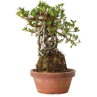 Rhododendron indicum Sachi-No-Hinabi, 24 cm, ± 8 years old