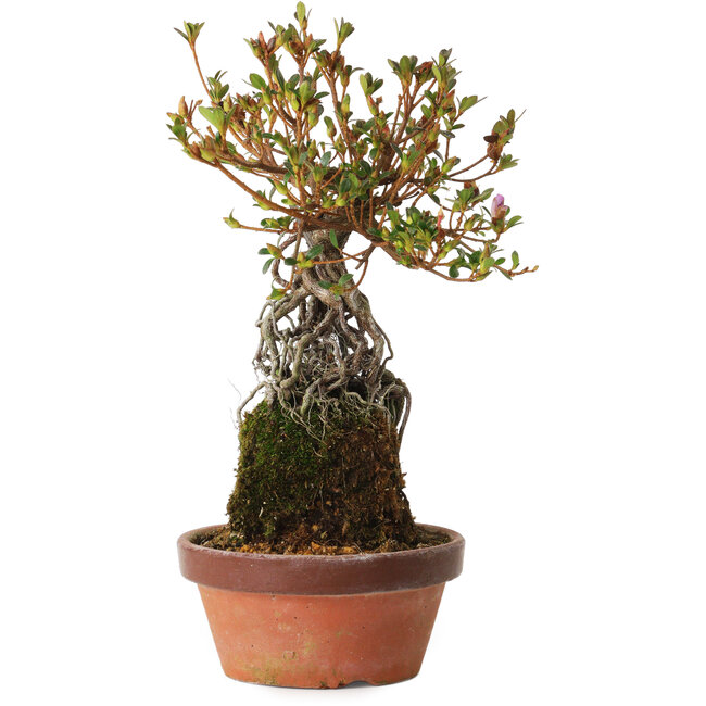 Rhododendron indicum Hatsukansetsu, 28 cm, ± 8 jaar oud