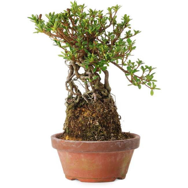 Rhododendron indicum Sachi-No-Hinabi, 24 cm, ± 8 Jahre alt