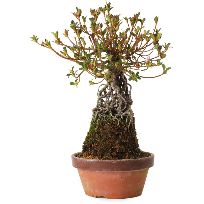 Rhododendron indicum Hatsukansetsu, 28 cm, ± 8 anni