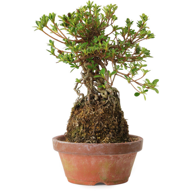Rhododendron indicum Sachi-No-Hinabi, 24 cm, ± 8 years old