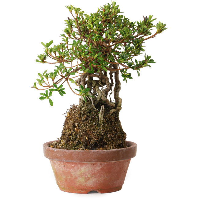 Rhododendron indicum Sachi-No-Hinabi, 24 cm, ± 8 ans