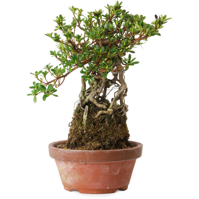Rhododendron indicum Sachi-No-Hinabi, 24 cm, ± 8 years old