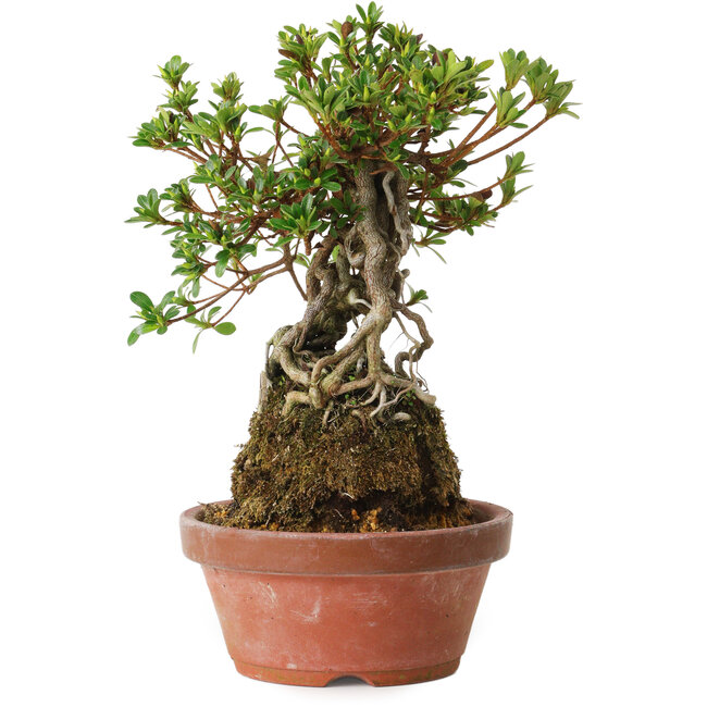 Rhododendron indicum Sachi-No-Hinabi, 24 cm, ± 8 ans