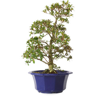 Rhododendron indicum Misora, 35 cm, ± 8 años