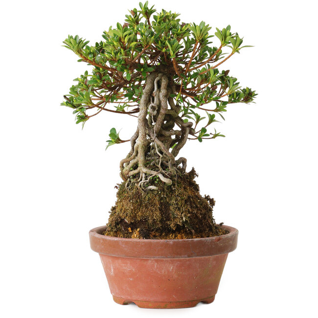 Rhododendron indicum Sachi-No-Hinabi, 24 cm, ± 8 ans