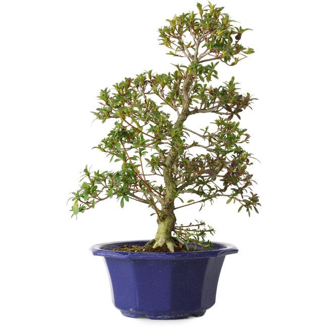 Rhododendron indicum Misora, 35 cm, ± 8 años