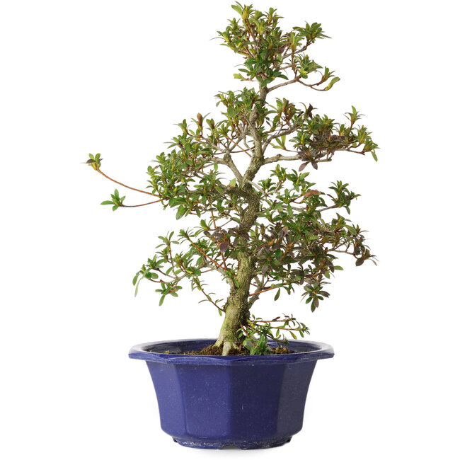 Rhododendron indicum Misora, 35 cm, ± 8 anni