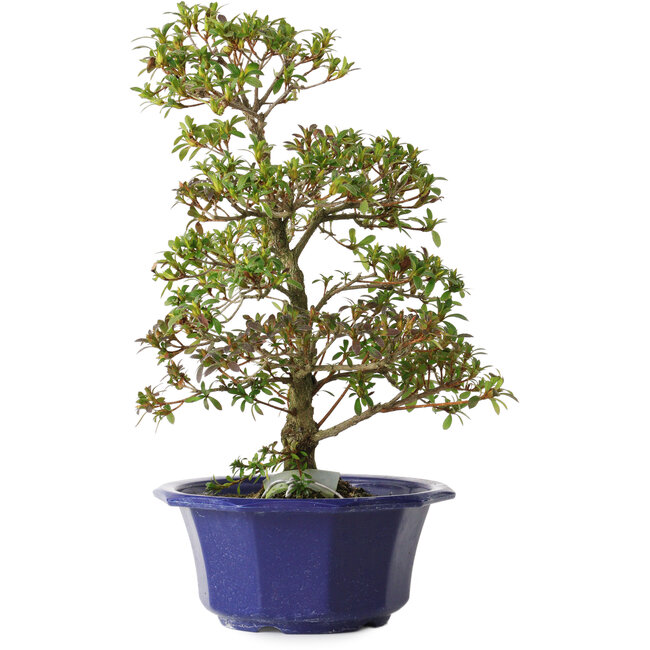 Rhododendron indicum Misora, 35 cm, ± 8 ans