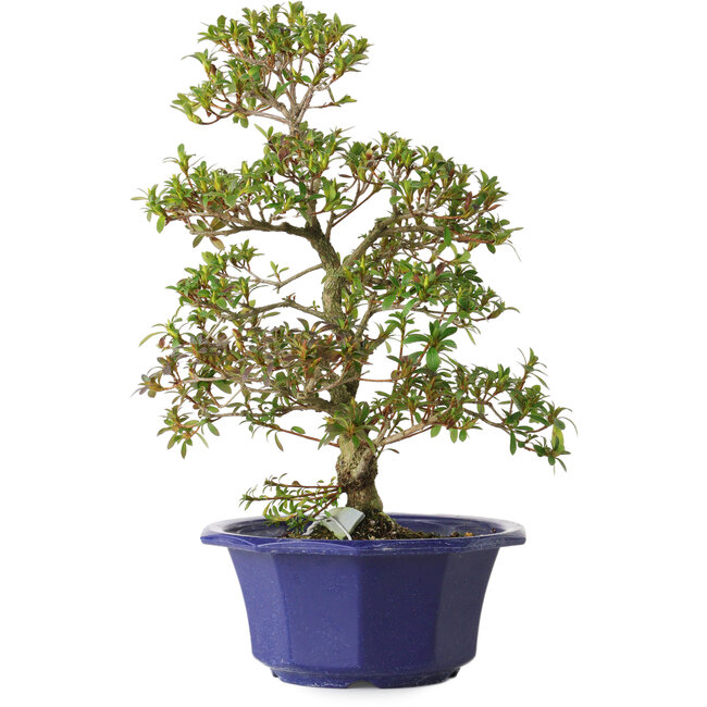 Rhododendron indicum Misora, 35 cm, ± 8 jaar oud