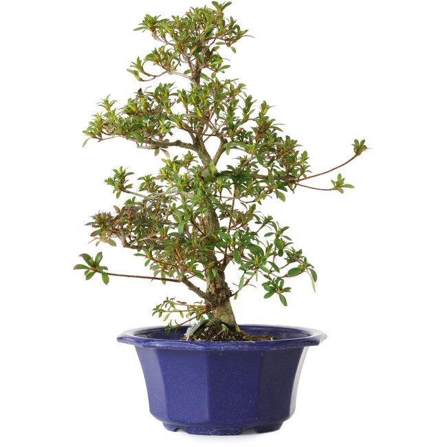 Rhododendron indicum Misora, 35 cm, ± 8 years old