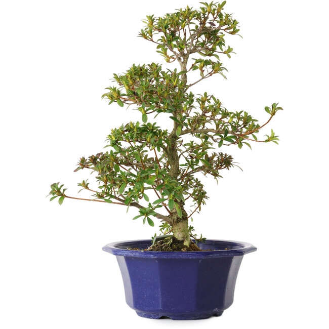 Rhododendron indicum Misora, 35 cm, ± 8 años