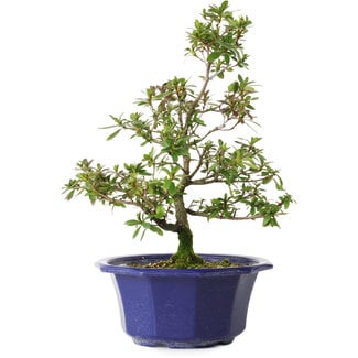 Rhododendron indicum Raiko, 32 cm, ± 8 anni