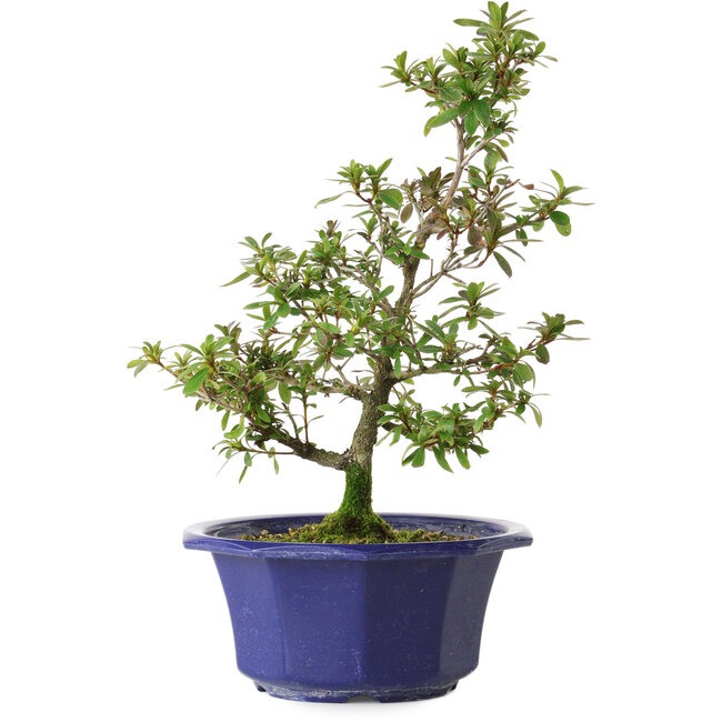 Rhododendron indicum Raiko, 32 cm, ± 8 anni