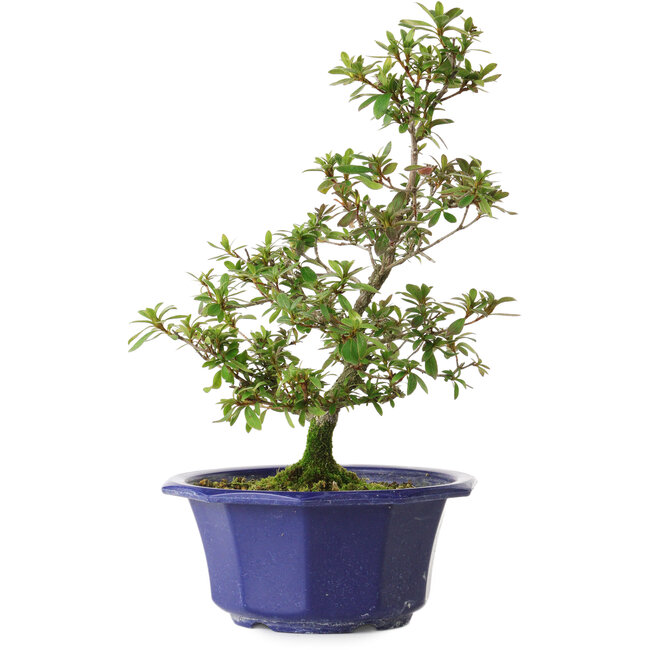 Rhododendron indicum Raiko, 32 cm, ± 8 anni