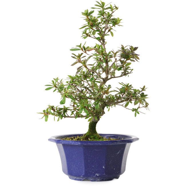 Rhododendron indicum Raiko, 32 cm, ± 8 anni