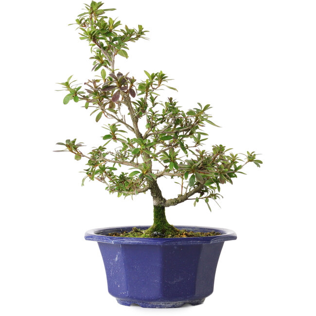 Rhododendron indicum Raiko, 32 cm, ± 8 anni